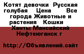 Котят девочки “Русская голубая“ › Цена ­ 0 - Все города Животные и растения » Кошки   . Ханты-Мансийский,Нефтеюганск г.